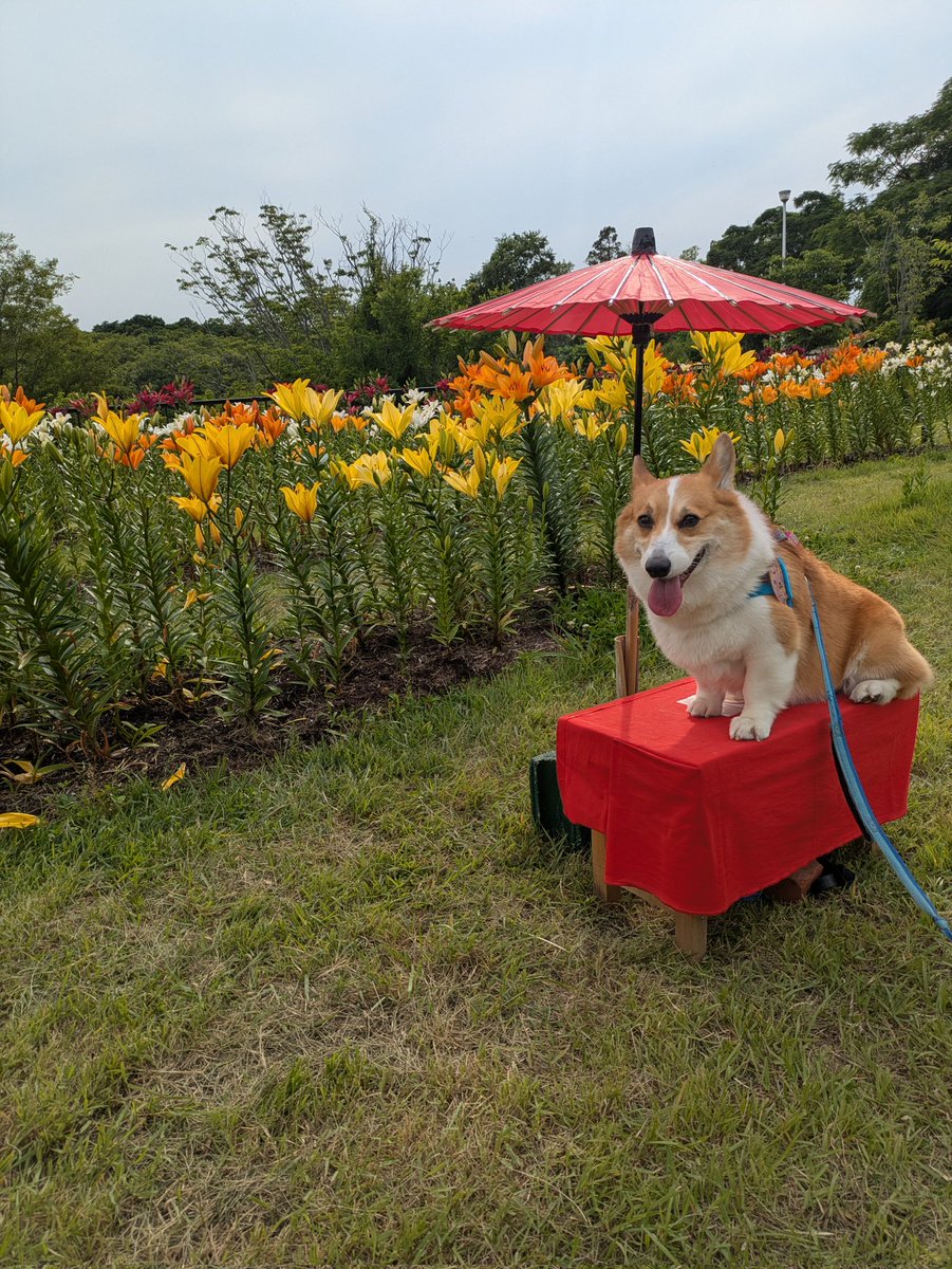 azuzuru's tweet photo. 先週土曜はユリを見にお出かけお散歩🐶
毎年ユリを見に来る時は暑くて😵‍💫あずきを励ましつつ歩くけど、今年はやんわり風も吹いてちょっぴり涼しい中ユリ見学できました。
左:機嫌を良くしたあずき普段乗らない毛氈に乗ってパチリ✨
右:集中力が持たずよそ見🤭
左は来年カレンダー用写真に決定です🥰 https://t.co/Qco4xFBXQ8