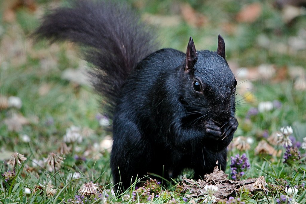 variousstuff2's tweet photo. @inthestarsuk @AMAZlNGNATURE The same in much of the US - at least on the East Coast. The greys outbred the reds. We also have local black squirrels, but the are interbreeding with the greys. In order to get a pure black litter, both parents must carry the gene, so they, too, are disappearing. https://t.co/kzWJTwPcIv