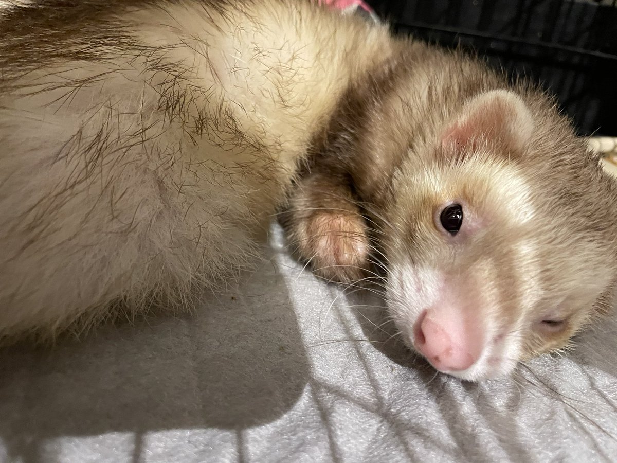 ferret_freddy's tweet photo. 中年フレディくん https://t.co/0UkeHaA8xj