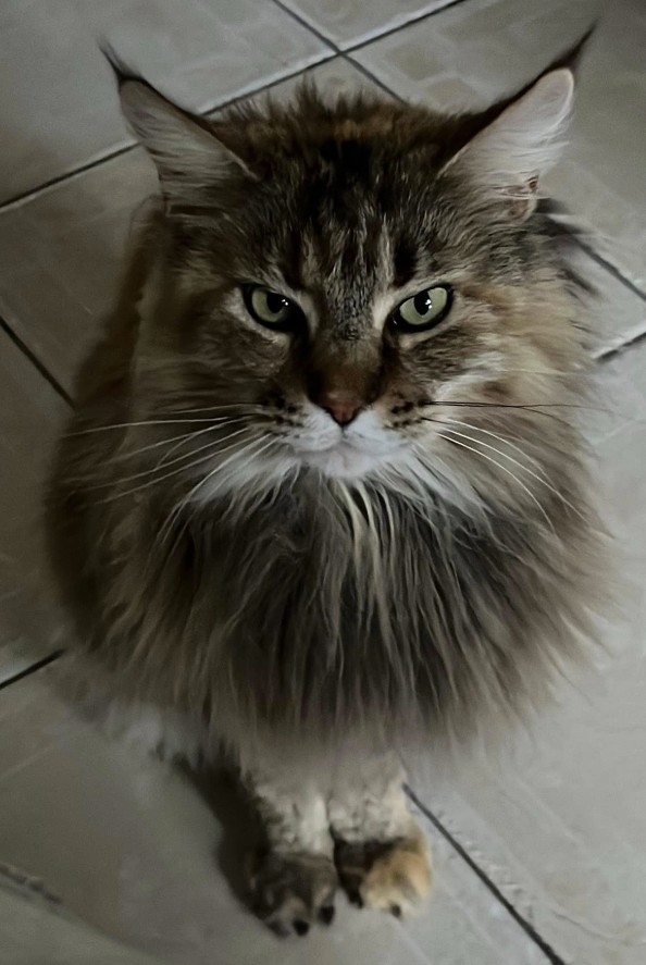 MissingTarn81's tweet photo. 08.06.26 Perdue chatte tigrée, poils longs, à Carlus. "Queen". Contact : https://t.co/qbMlsEERFc #Tarn #chat https://t.co/23pJ4afENV