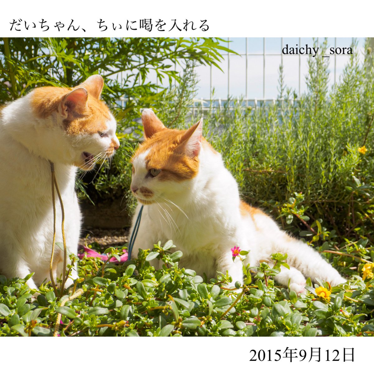 daichy_sora's tweet photo. #八二一のペット写真教室梅田教室写真展2 は6月7日16時をもって終了しました。
会期中雨の日もありましたが、たくさんの方々がご来場くださいました。ありがとうございました。
私の展示は庭でのだい＆ちぃとソラの姿でまとめました。
だい＆ちぃの写真です。 https://t.co/e8qFudT9IC