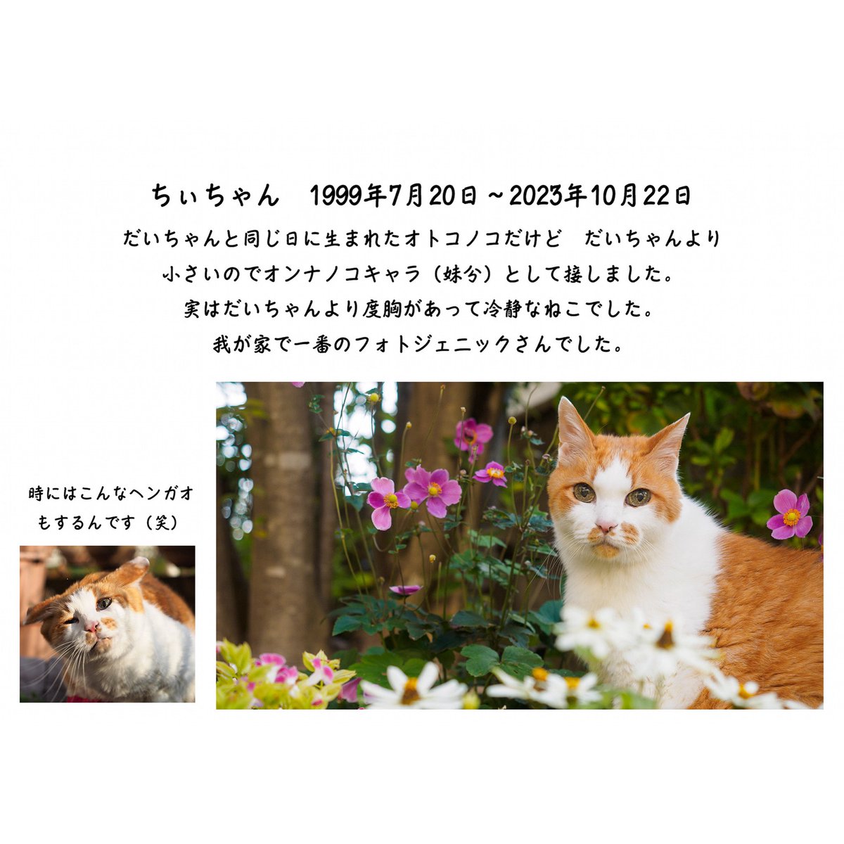 daichy_sora's tweet photo. ちぃちゃんはフォトジェニックだからね〜💕 https://t.co/8kX4PwP4TE
