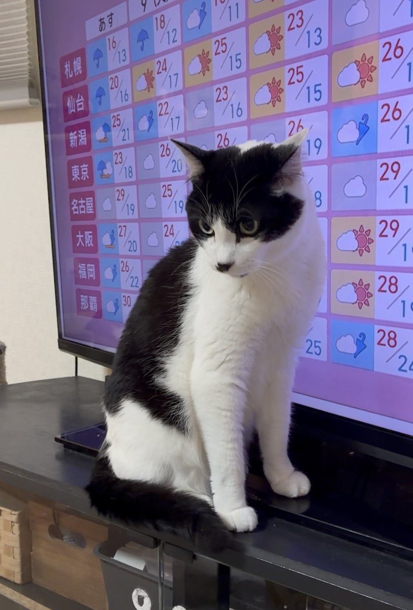 cotato78's tweet photo. 気になるのは天気じゃなくて・・

#猫のいる暮らし #猫好きさんと繋がりたい https://t.co/JRwqYVB0Yg