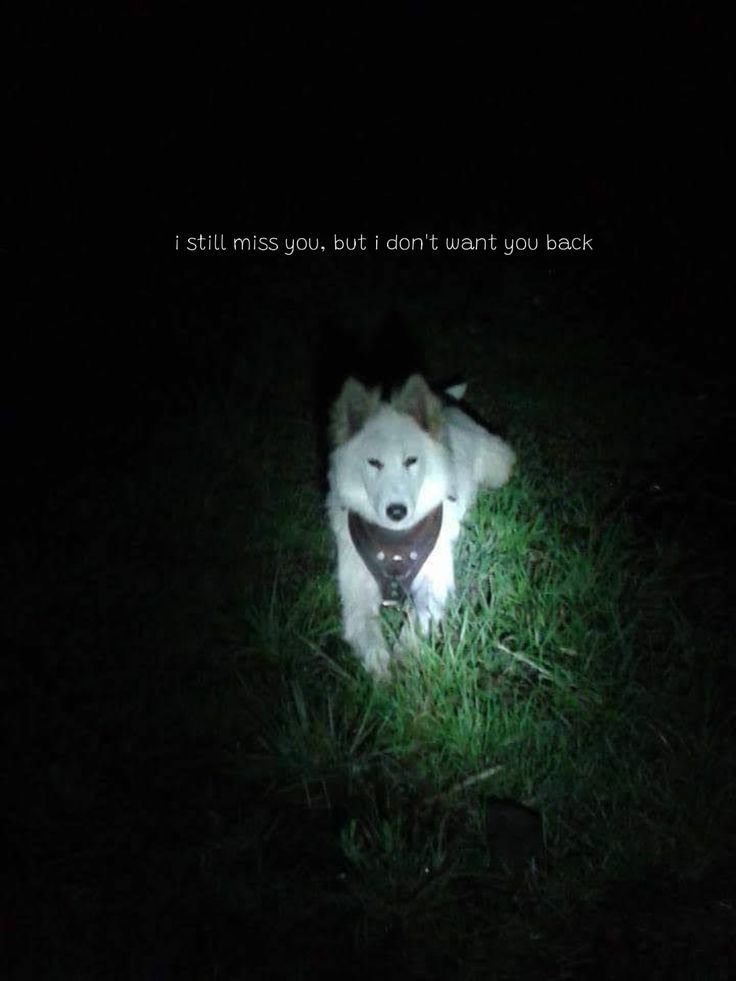 DoggyPosting's tweet photo. https://t.co/F8uQXlDLUB
