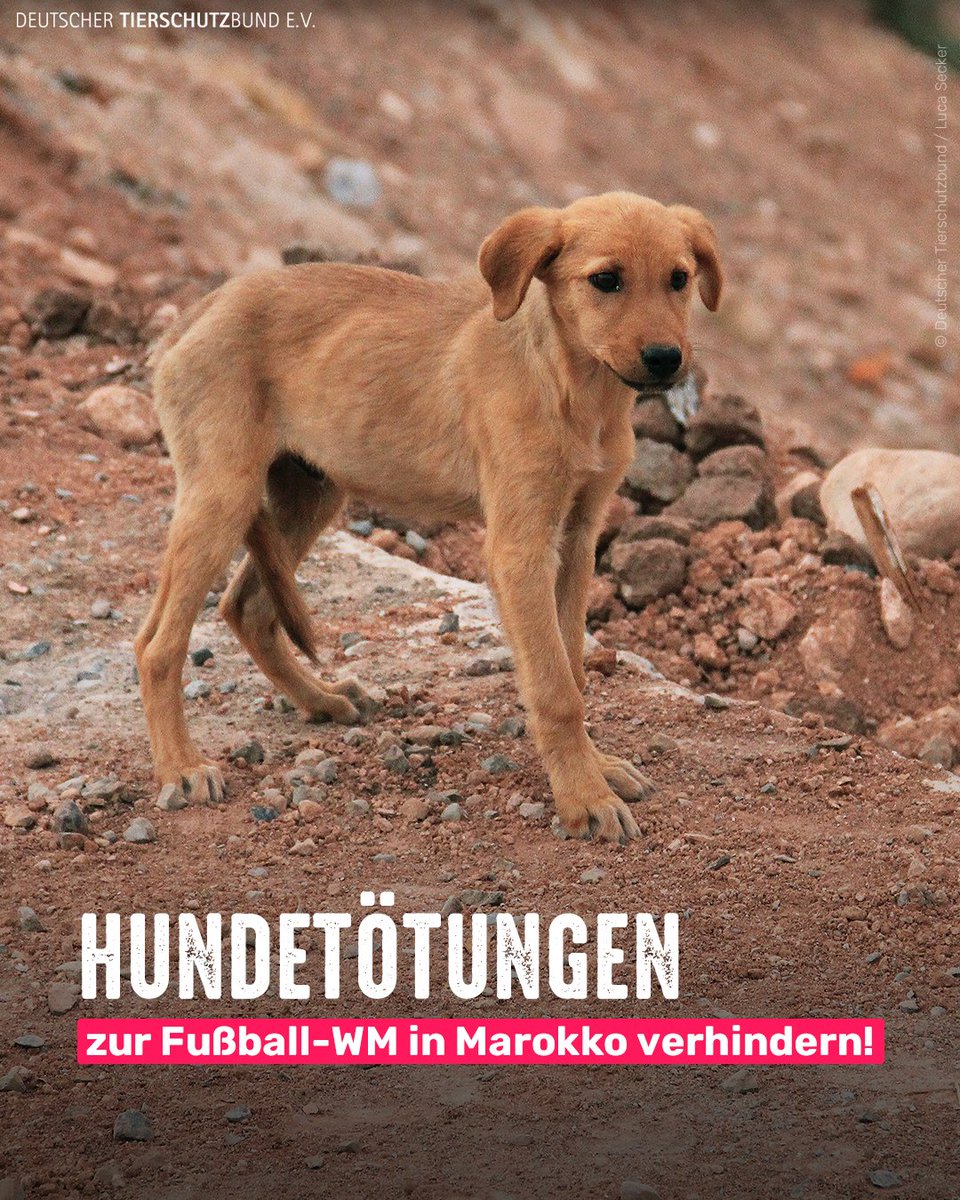 tierschutz_bund's tweet photo. Mio. Straßenhunde sollen für die Fußball-WM 2030 in Marokko sterben. Mit @Act4AnimalsEU und weiteren haben wir die FIFA aufgefordert, sich für Fangen, Kastrieren, Impfen und Freilassen einzusetzen. Denn Töten ist nicht nur grausam sondern auch wirkungslos: https://t.co/Foo53uhlVd https://t.co/GGyFusdkQa