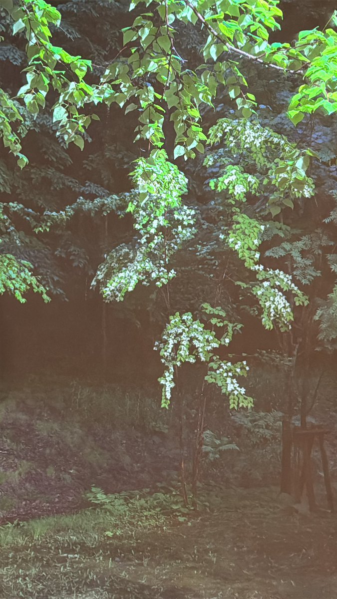 exmascott's tweet photo. 雨の日の
つづく窓辺に
夏の来る気配を待てり https://t.co/WMWdVQFhS1
