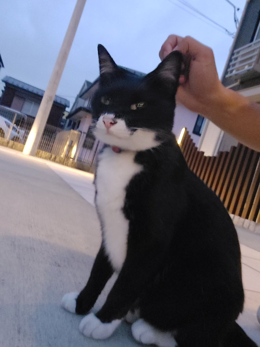 qp_05s's tweet photo. 神奈川県大和市上草柳の辺りで猫さん迷子になってる方居ませんか？
仕事中に首輪付けた人懐っこい子がアパート前で転がってました。
30分ほど前には他の所でも見かけたから心配、、、
 #迷子猫  #猫迷子  #猫探してます  #大和市  #猫 https://t.co/gYiN9DvWeS