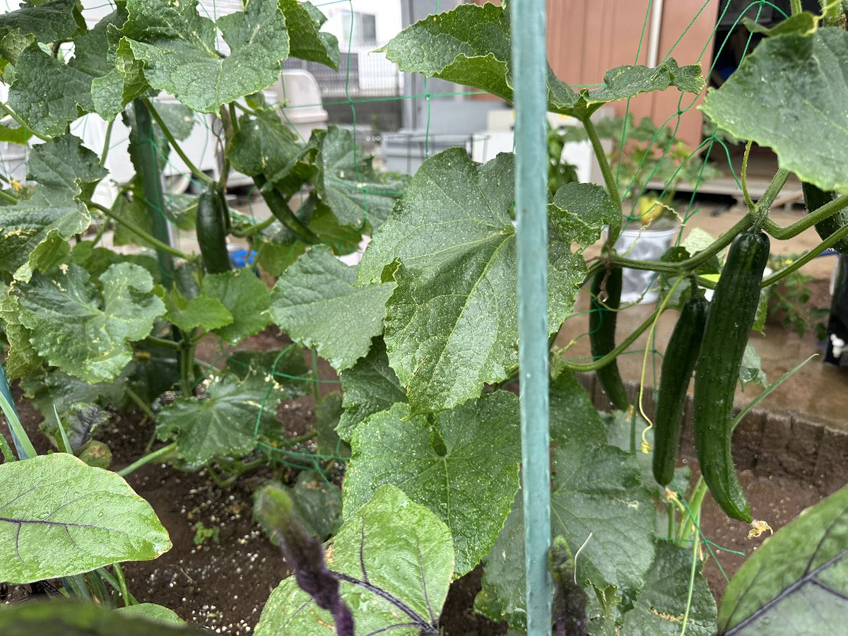 rascalno0111's tweet photo. 今日はきゅうりを3本収穫できました(^o^)ゞナスとトマトも良い感じでした🍆とうもろこしは台風で倒れたのですが元に戻ってきました☺️ https://t.co/U8TYYoXVnB