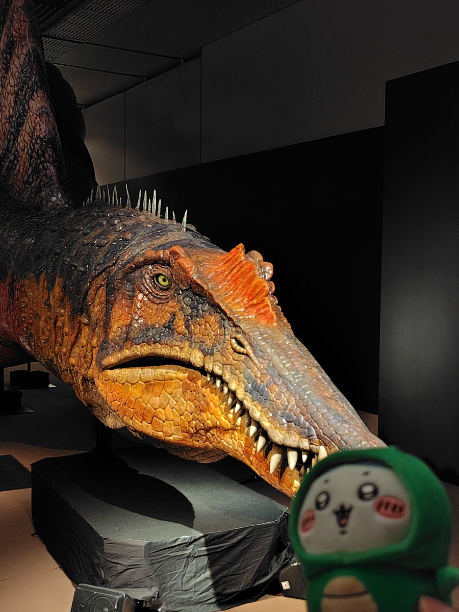7ninme's tweet photo. 福岡市博物館の獣脚類(恐竜)展、レビューとかTwitterで「少ない」てネガティブな声が多くて過大に期待せずに行ったせいもあってか(笑)、推し恐竜色々見れて良かった！全身骨格が大小10体くらい(興奮で記憶曖昧)あった　スピノロボ見るの確か3回目だけどやっぱ迫力あってカッコイイ　お子様が泣いてたw https://t.co/lyVAm7X5sI