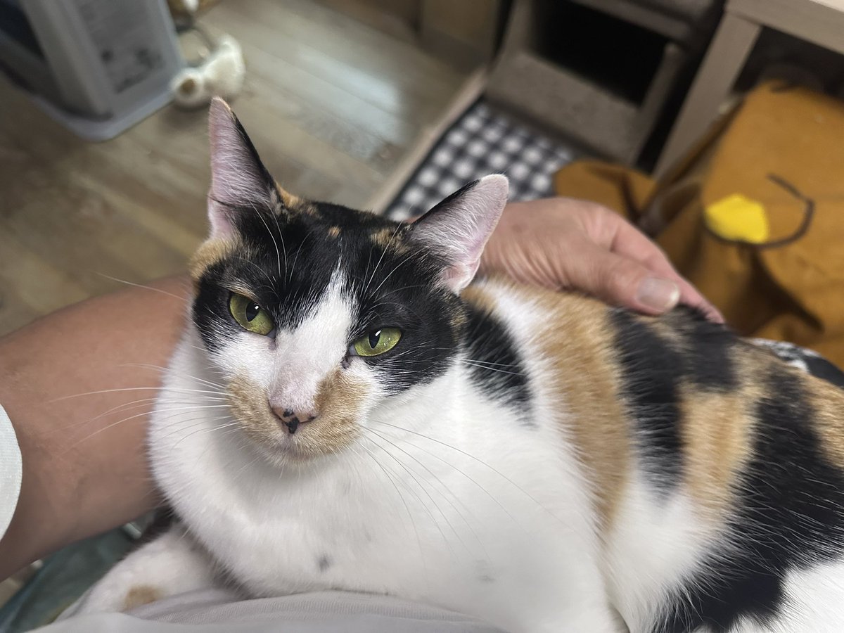 mameta1965's tweet photo. 入れ替わり立ち替わり🐈
勿論、父は幸せです😃
#保護猫と暮らす
#三毛猫
#白トビ https://t.co/tLYW79ybuE