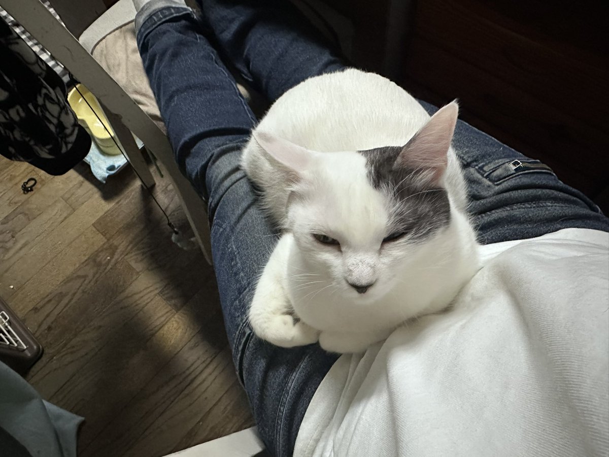 mameta1965's tweet photo. 入れ替わり立ち替わり🐈
勿論、父は幸せです😃
#保護猫と暮らす
#三毛猫
#白トビ https://t.co/tLYW79ybuE
