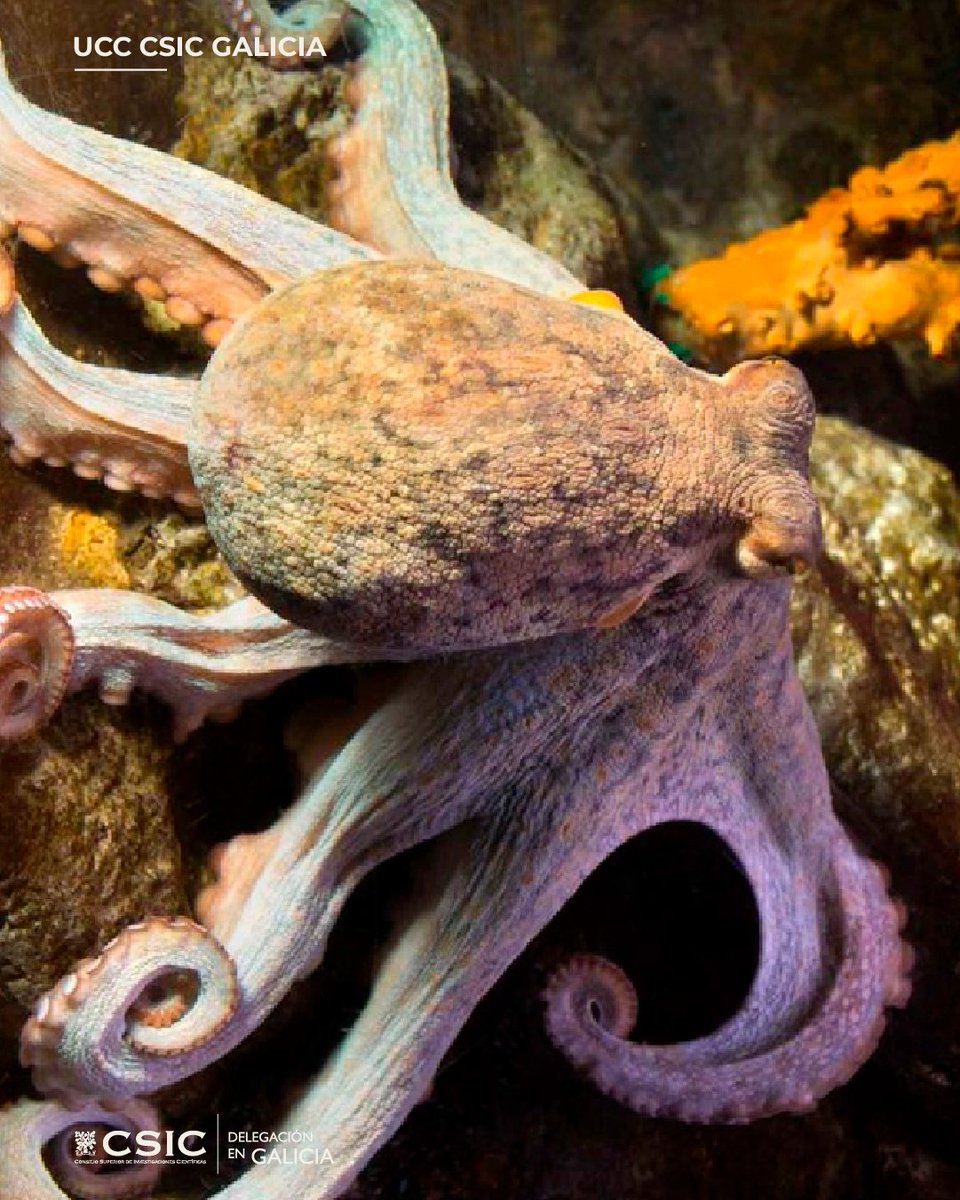 UCCGalicia's tweet photo. 🌊No 2026, a ONU convídanos a participar no #DíaMundialDeLosOcéanos.

🧪En Galicia, o CSIC (IIM CSIC, IEO CSIC e a UTM) investiga e observa o mar para protexer a súa biodiversidade e impulsar unha economía azul más sostible.
#WorldOceanDay #Reimagine #CSIC https://t.co/AZwD6Dr9b1