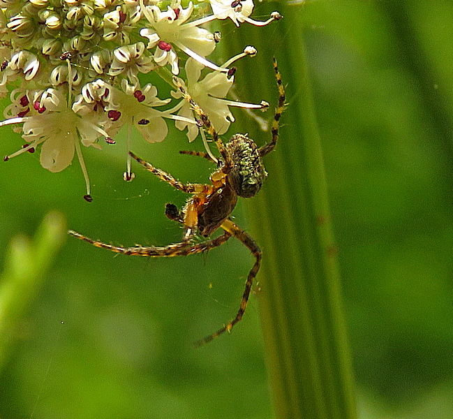 ianballam's tweet photo. Humped Orbweb Spider(Gibbaranea gibbosa) at #LytchettFields 22/05/26 https://t.co/1JTGzMI6Xd