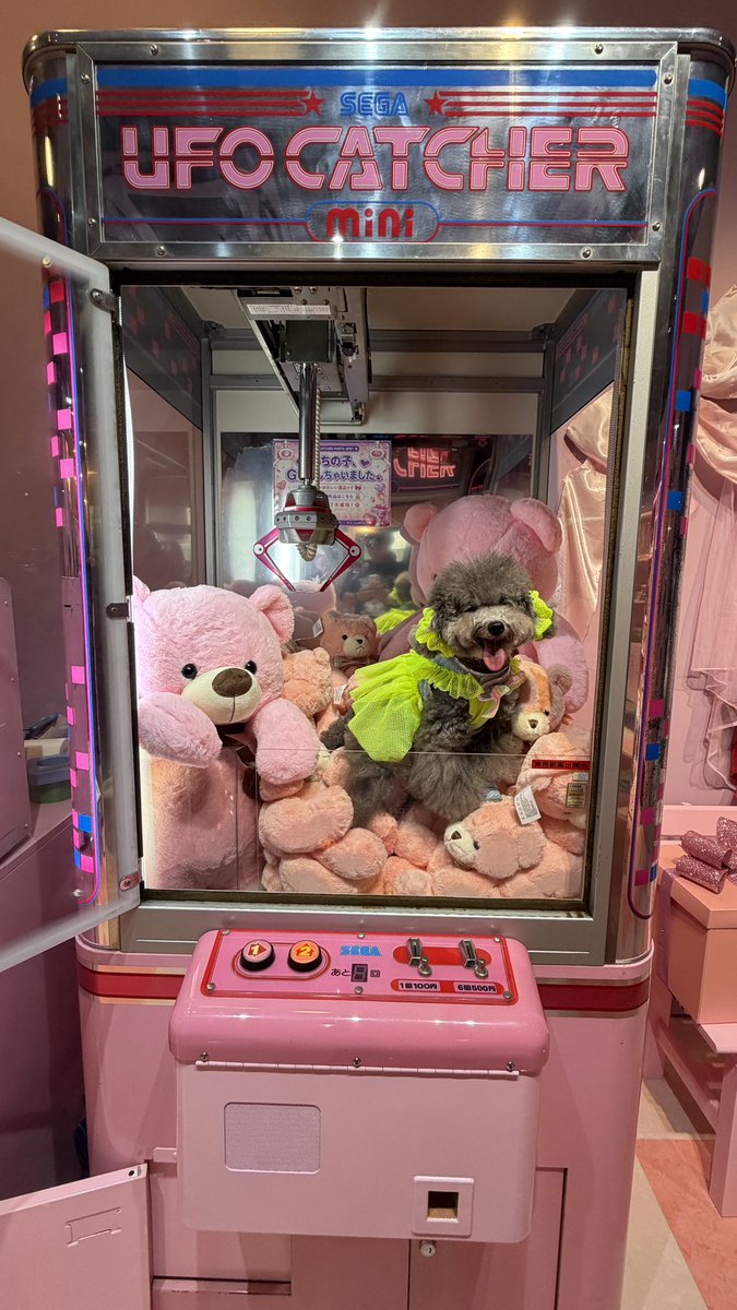 TorteChannel's tweet photo. 今回のトルテちゃんねるは
【驚愕】NEWオープン！愛犬のクレーンゲームがある可愛すぎる店でテンション爆上げに🐩🩷💜 #shorts #dog #ドッグラン 

https://t.co/Q0uyuGQsOf @ＹｏｕＴｕｂｅより https://t.co/5Z95J6BzAd