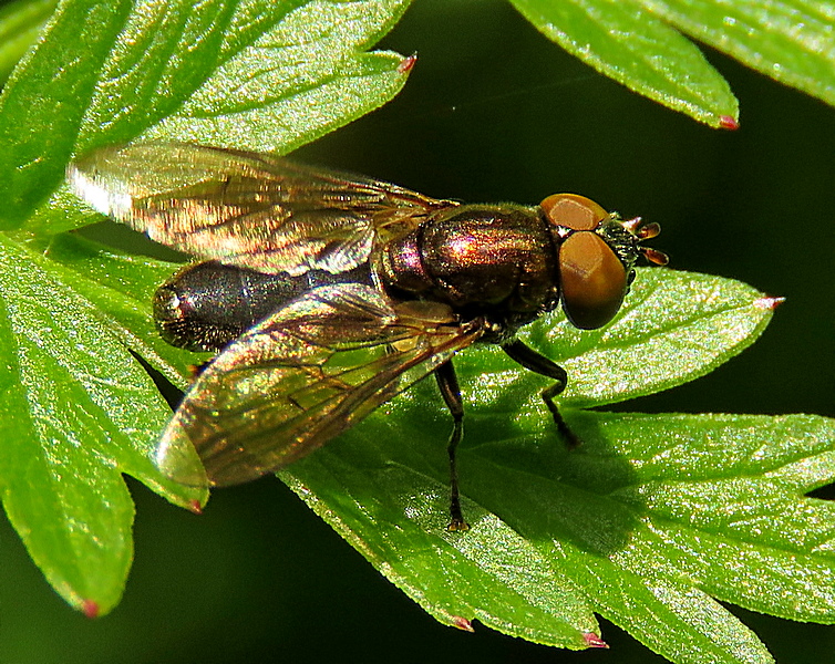ianballam's tweet photo. Riponnensia splendens at #LytchettFields 22/05/26 https://t.co/XKtRTBFjZh