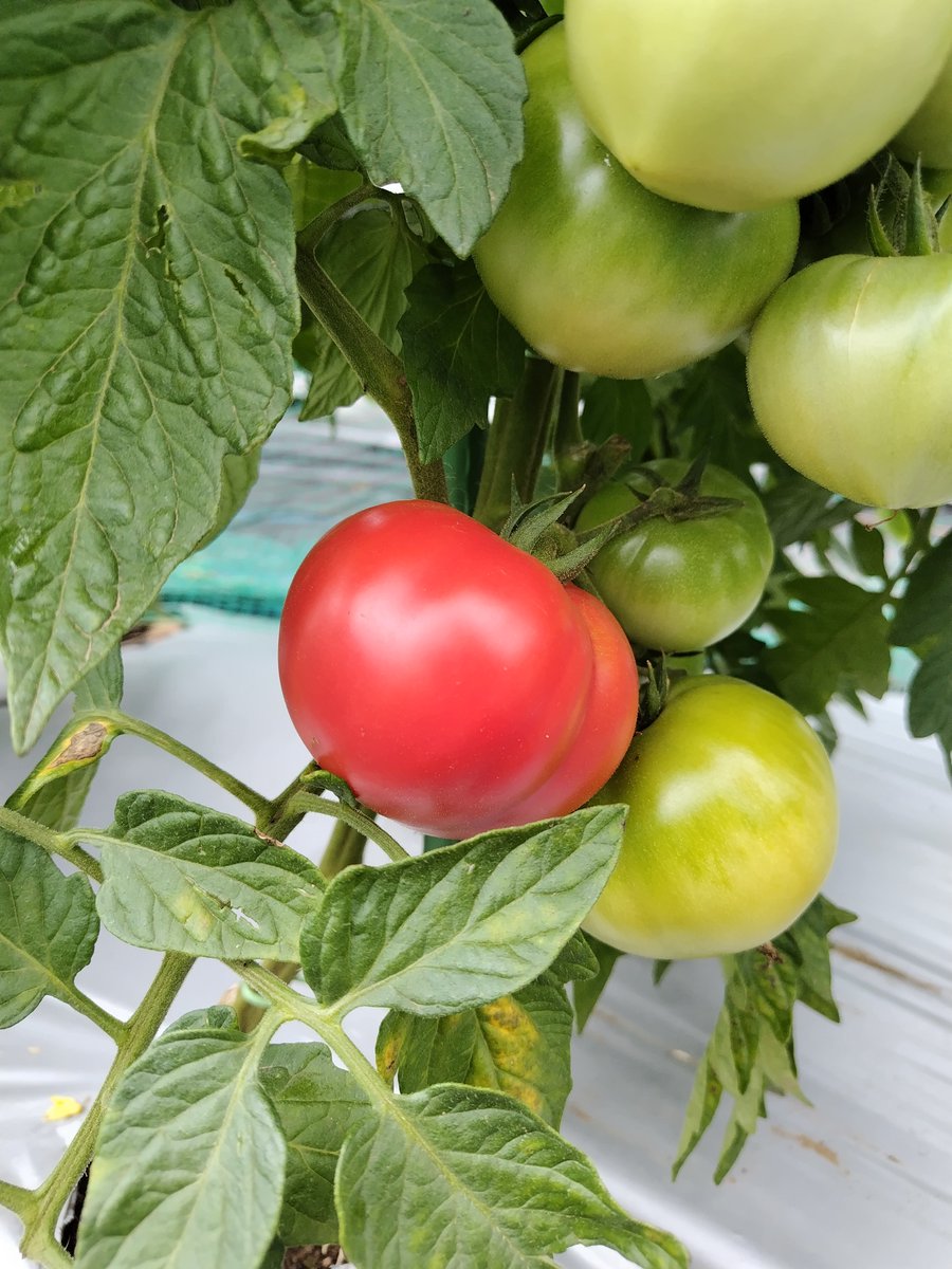etot0809's tweet photo. 麗夏(大玉トマト)🍅1個目真っ赤になりました！
甘くて美味しかったぁ😋
#家庭菜園 https://t.co/bTWrOlJUto