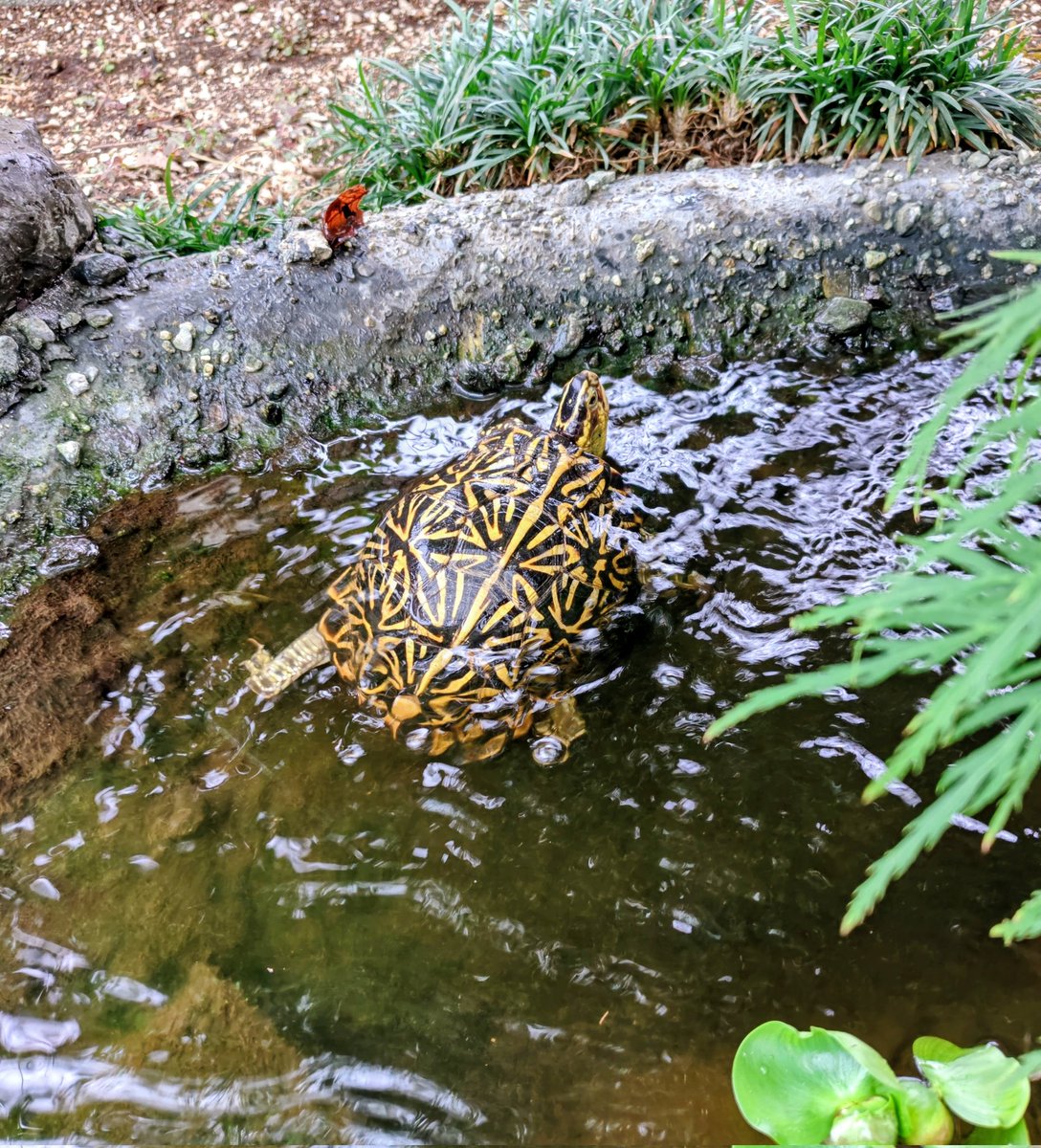ALinkoFLorida's tweet photo. ♂だと思ってたら♀だった案件😅#Terrapenecarolinabauri #FloridaBoxTurtle
#フロリダハコガメ https://t.co/TSasPWJ4WR