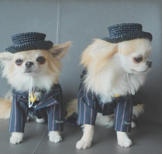 coco_oku's tweet photo. NAOMIN'S GALLERY #minne 
https://t.co/DYmeEdbX7H
夏はワンにゃんも帽子を被って👒ハイポーズ📸
麦わら帽子/カンカン帽/シルクハット…🤗
お問い合わせお気軽に。 https://t.co/fkphCQsh6T