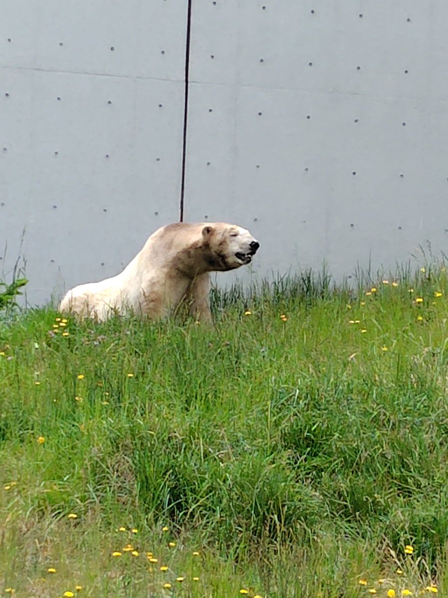 morikiro0327's tweet photo. ライト君🐻‍❄️ご飯食べた後は
スリスリして変身クロクマ‼️🐻
2026年6月7日
#円山動物園
#ホッキョクグマ
#ライト https://t.co/mdPi44gRC8