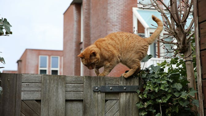 ADUC1's tweet photo. Come impedire al tuo #gatto di portare a casa agenti patogeni indesiderati
https://t.co/3nUkAqL4ul https://t.co/cokZ0CR3Sy