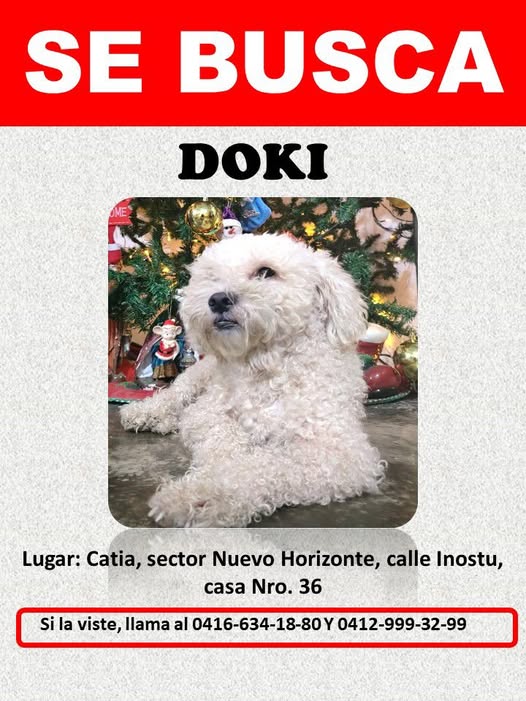 A64029345's tweet photo. SE LO LLEVARON DE SU CASA UNOS MAL NACIDOS  ABRIERON LA VENTANA Y LO SACARON.. LA ULTIMA QUE SUPIERON DE EL LO HABIAN VISTO EN  CALLE HORIZONTE A LAS 11  PM DESDE AHI SE LO TRAGO LA TIERRA .. POR FAVOR DIFUNDIR  SE BUSCA DOKI https://t.co/xjCjExrmRM