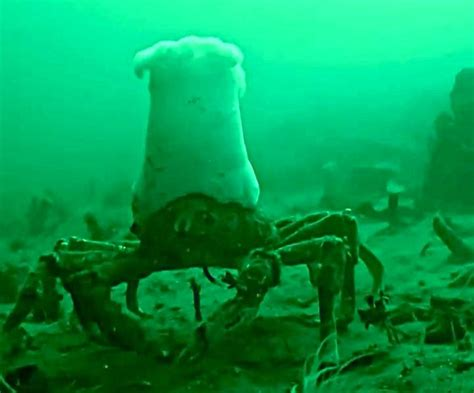 joelfivat's tweet photo. @depressionlesss And here is a crab with an anemone hat, these guys are having all the fun😄 https://t.co/UKkySzmS37