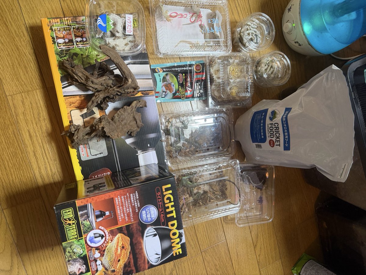 uk1814uk's tweet photo. 昨日のBLACK OUT 東京にて、購入品と、ついついお迎えしてシマウマ（笑）
#ゆうちゃんnews
#ORYZA
#東京BO
#樹上性
#土性
#音楽と爬虫類に囲まれるのはさいこう https://t.co/BLZnW5bXlB