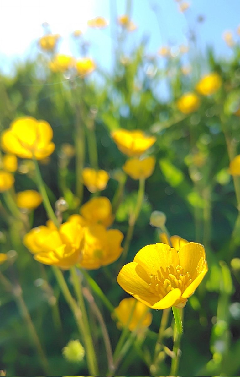 fX7P5VCZoO74801's tweet photo. 似た花が多く、この花の名前は特定出来ませんでした…💧 https://t.co/YGThJxS8ZP