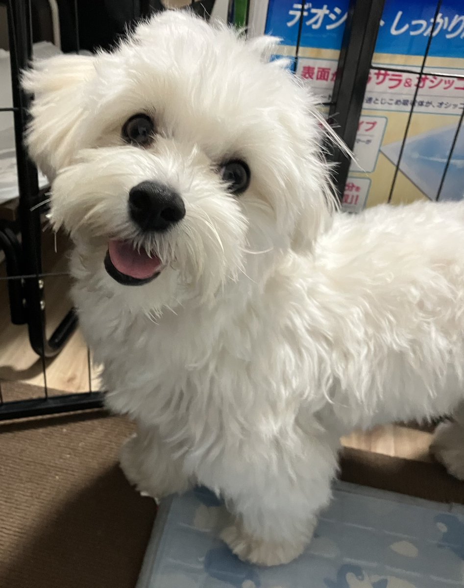 YouForYou123's tweet photo. 洗われてﾌﾜｯﾌﾜになったスン
嬉しそう https://t.co/YNeSvhX3jh