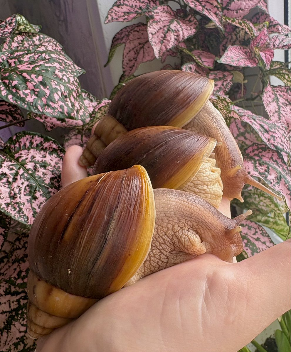 _snail_keeper_'s tweet photo. Мои самые прожорливые жопы так растут, что уже очень скоро перестанут все умещаться на одной руке https://t.co/yjd2Uf6zcm