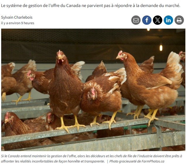 Pat77432407's tweet photo. LA VOLAILLE PASSE AU CASH : LE POULET COÛTE 6 FOIS PLUS CHER AU CANADA QU’AUX ÉTATS-UNIS

L'auteur du texte en lien est Sylvain Charlebois.

Le système de gestion de l’offre du poulet au Canada traverse une crise structurelle profonde. 

Alors que ce modèle promettait aux Canadiens un approvisionnement stable, une production majoritairement intérieure et des prix prévisibles, le pays fait face au marché de la volaille le plus serré depuis des décennies.

Le secteur canadien du poulet a sous-produit par rapport à ses objectifs dans 12 des 14 dernières vagues de production. 

Pour compenser ce manque à gagner et répondre à la forte demande des consommateurs, qui se tournent vers le poulet pour éviter le bœuf trop cher, le Canada importe massivement. 

Plus de 52,2 millions de kilogrammes de poulet ont déjà été importés cette année, principalement des États-Unis. 

La situation est telle que l'octroi de permis d'importation supplémentaire en cas de pénurie (« poulet à Compete ») a explosé de 876 %.

L'écart de prix avec nos voisins du Sud est devenu vertigineux : alors que la poitrine de poulet de gros a chuté à environ 1,00 $ US la livre aux États-Unis, elle frôle les 5,90 $ CA la livre au Canada (l'équivalent de 13 $/kg).

La marge est si grande que des importateurs réussissent à faire du profit en franchissant le mur tarifaire canadien de 249 %.

Si les éleveurs et les grands transformateurs s'en sortent, les petits transformateurs indépendants et les restaurateurs écopent. 

Les consommateurs seront les prochains touchés : les prix de gros actuels se répercuteront dans les épiceries d'ici quatre à huit semaines, promettant une facture salée pour la saison des barbecues cet été.

Selon M. Charlebois, ce cadre rigide est devenu incapable de s'adapter à la croissance démographique et au commerce international. 

Sans une réforme transparente, le Canada risque de subir les prix les plus élevés du monde développé tout en perdant sa souveraineté alimentaire au profit des marchés étrangers.

https://t.co/G4zVQysf94

@FoodProfessor sur X