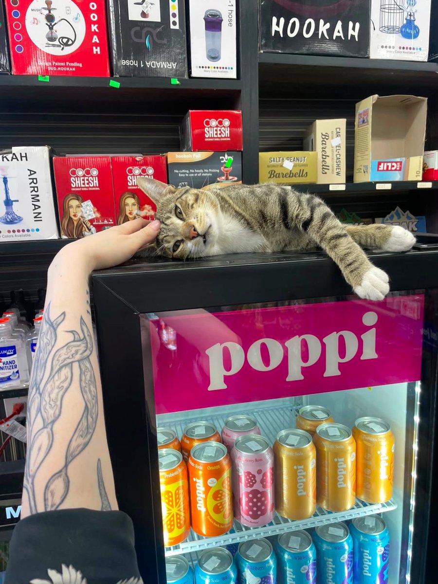 Bodegacats_'s tweet photo. https://t.co/1ikfKecS5X