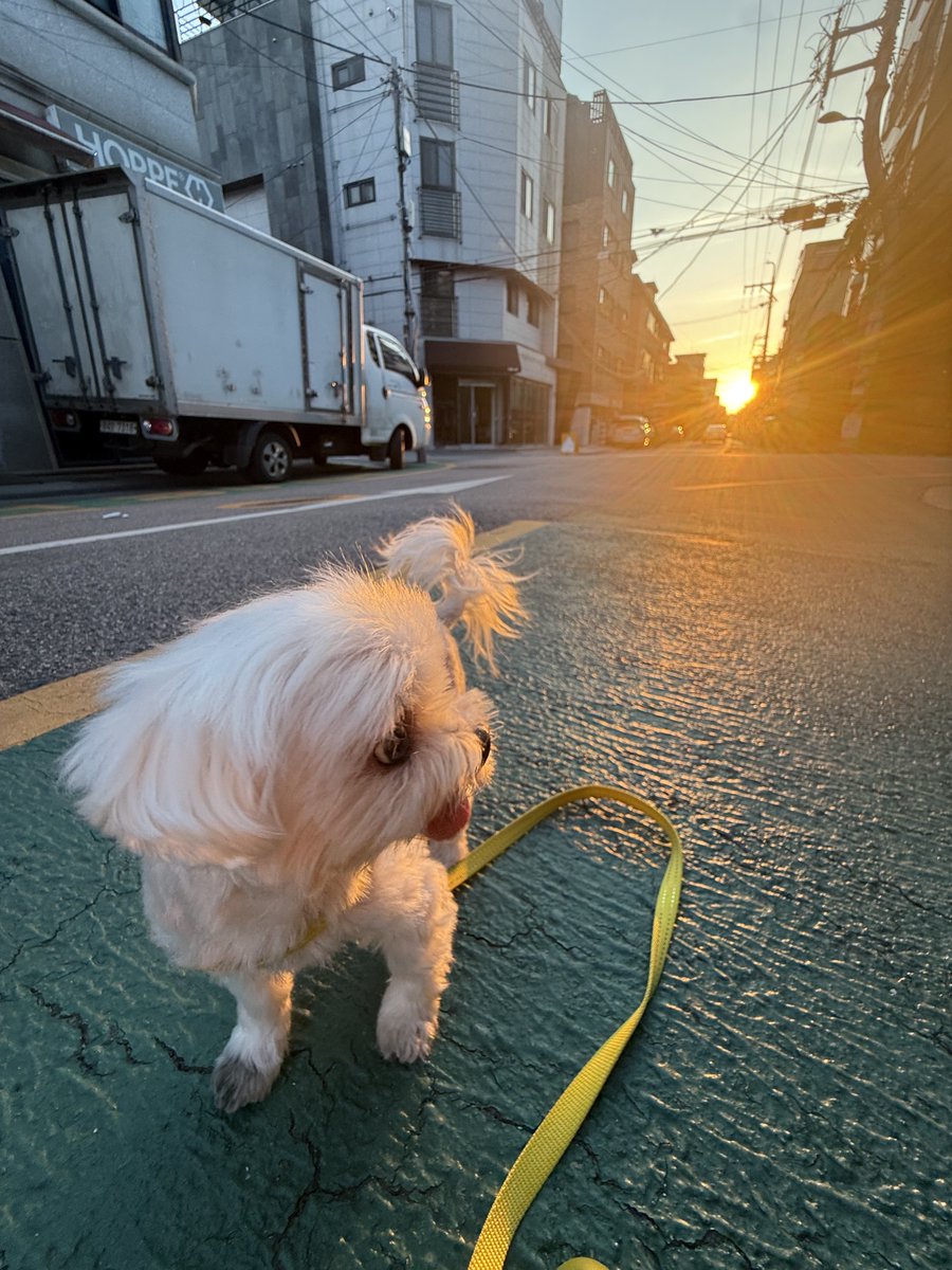 salgururu_'s tweet photo. 석양이… 진다…… https://t.co/hhDuARKwVg