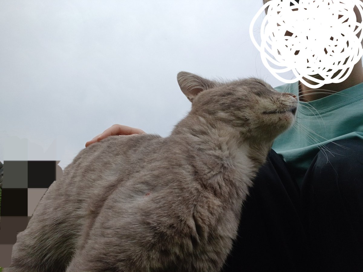 _xsano's tweet photo. я приручила чьего-то кота https://t.co/q9GY1IPQPZ