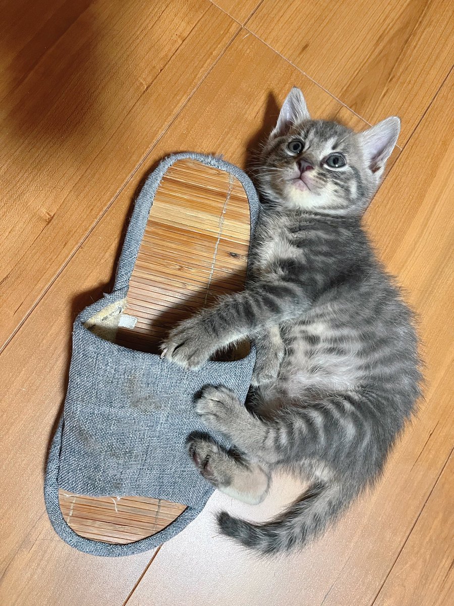 chelcomont's tweet photo. 殺伐としたTLにネコチヤン登場 https://t.co/8iz9UCy37Y