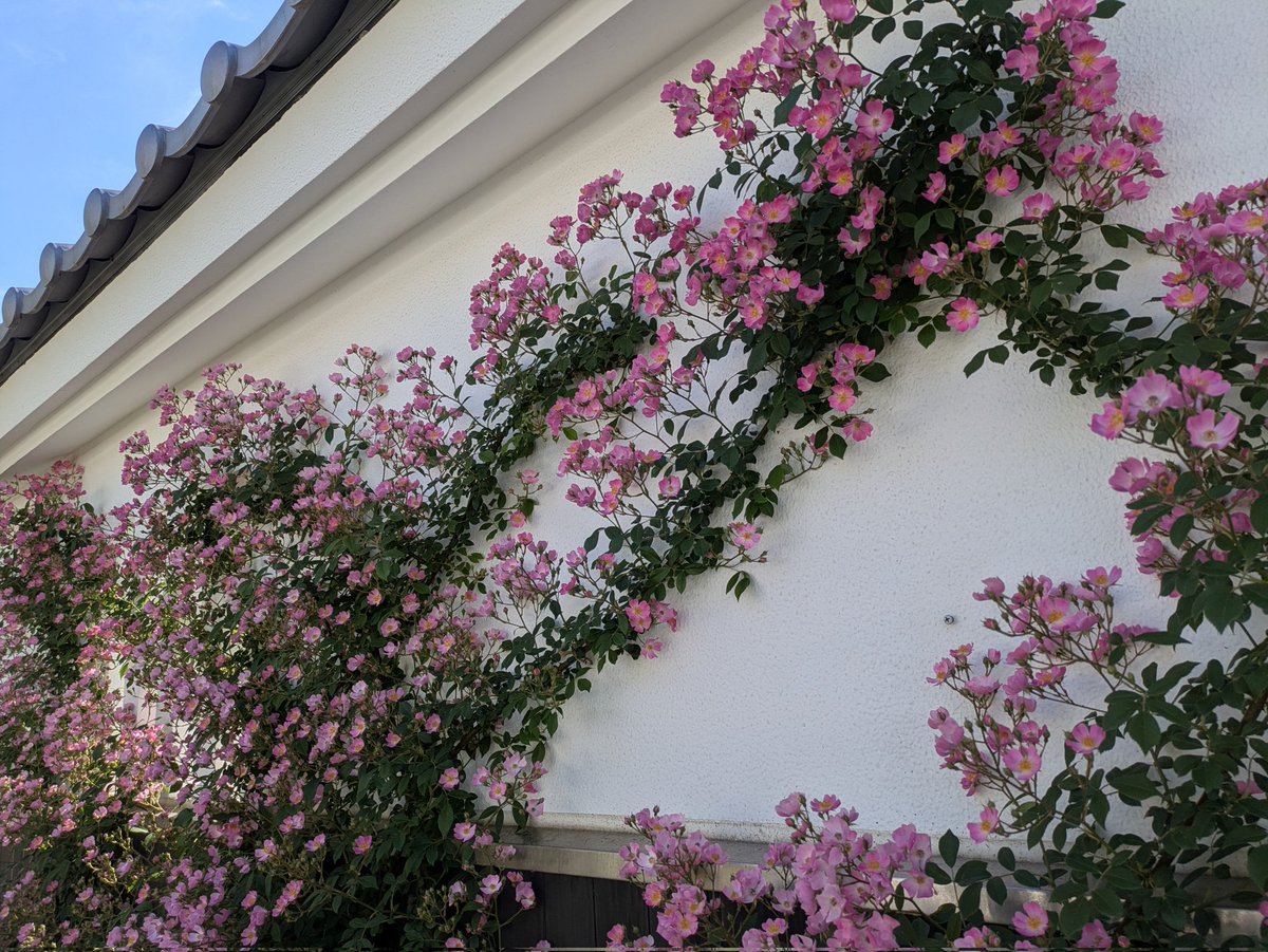 kiritube01 tweet picture