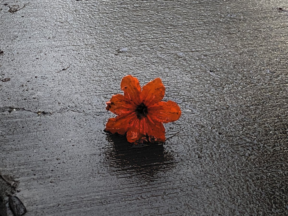 mansebanjaran's tweet photo. fragments of life https://t.co/JoqBH9hCbf