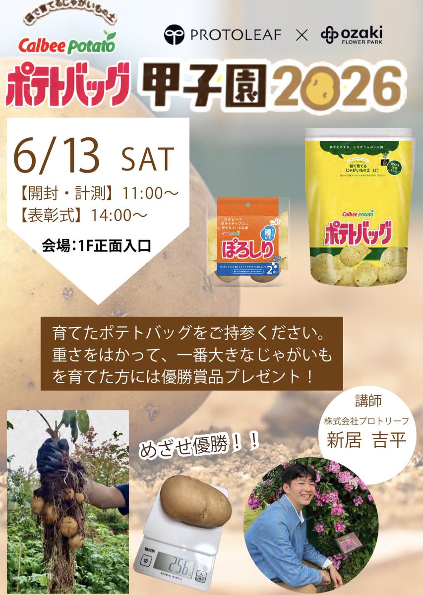ozakiflowerpark's tweet photo. 【ポテトバッグ甲子園2026】

育てたポテトバッグを持って参加する 「ポテトバッグ甲子園」 一番大きなジャガイモを育てた方には、優勝商品プレゼント！

詳細はHPをご確認ください▼
https://t.co/AGGyJqgMW9 https://t.co/gCEPGrjvSt