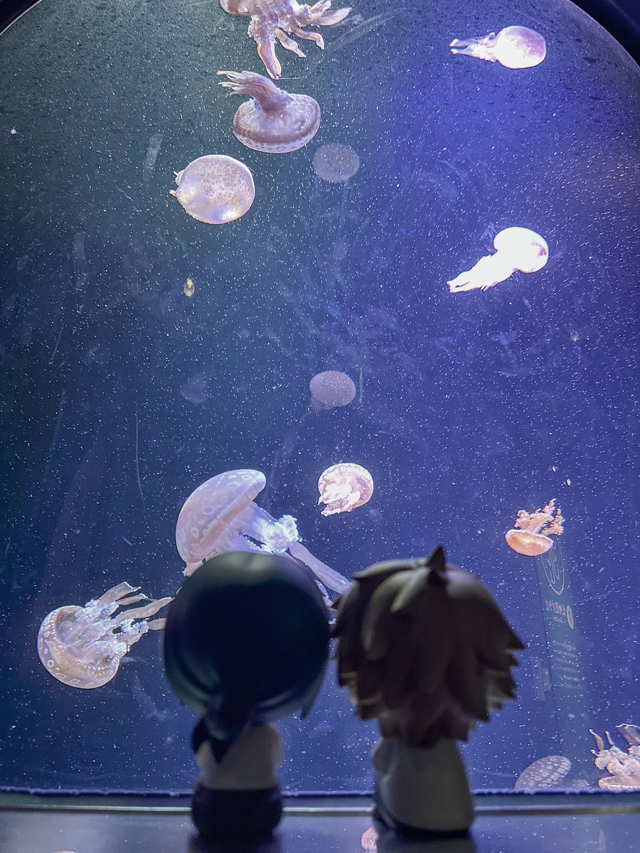 Latchi_Chainsaw's tweet photo. 水族館🪼 https://t.co/LEDX8gV2jW