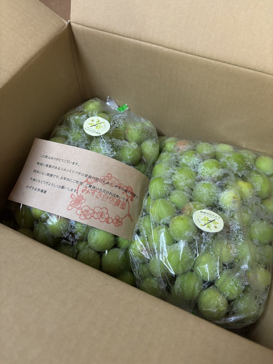vivakazkaz's tweet photo. みずき農園の梅届きましたー
とってもいい梅ෆ
梅仕事始めまーす♬.*ﾟ

#みずき自然農園
#白加賀 https://t.co/tyOEMroDNe