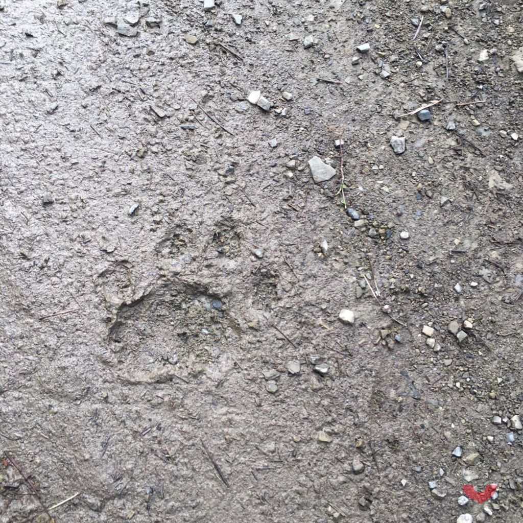 Yannesque's tweet photo. Journeyed to the far Himalayas — a cup of Darjeeling after a day of trekking and meetings with locals and wildlife tasted unforgettable. The trip taught me so much, and finding snow leopard tracks is a memory I’ll always treasure. #Himalayas #Darjeeling https://t.co/90BEnXBlDk