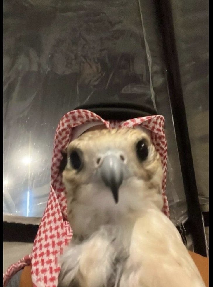 Xeetings's tweet photo. Sheikh Flap Al Din 🦅 https://t.co/lbPxMzwYOZ