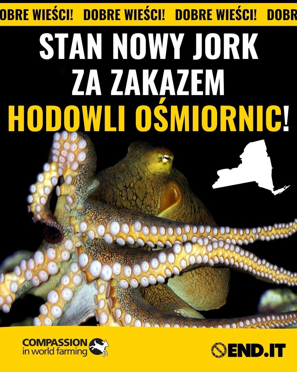 ciwf_pl's tweet photo. 🐙Stan Nowy Jork za zakazem hodowli ośmiornic!

Ustawa zakazująca hodowli tych wyjątkowych zwierząt została przegłosowana przez Senat i Zgromadzenie Stanu Nowy Jork - w obu wypadkach przeważającą większością głosów!

Działaj na rzecz ośmiornic: https://t.co/54CKPFgZyy https://t.co/uucsJefxYs