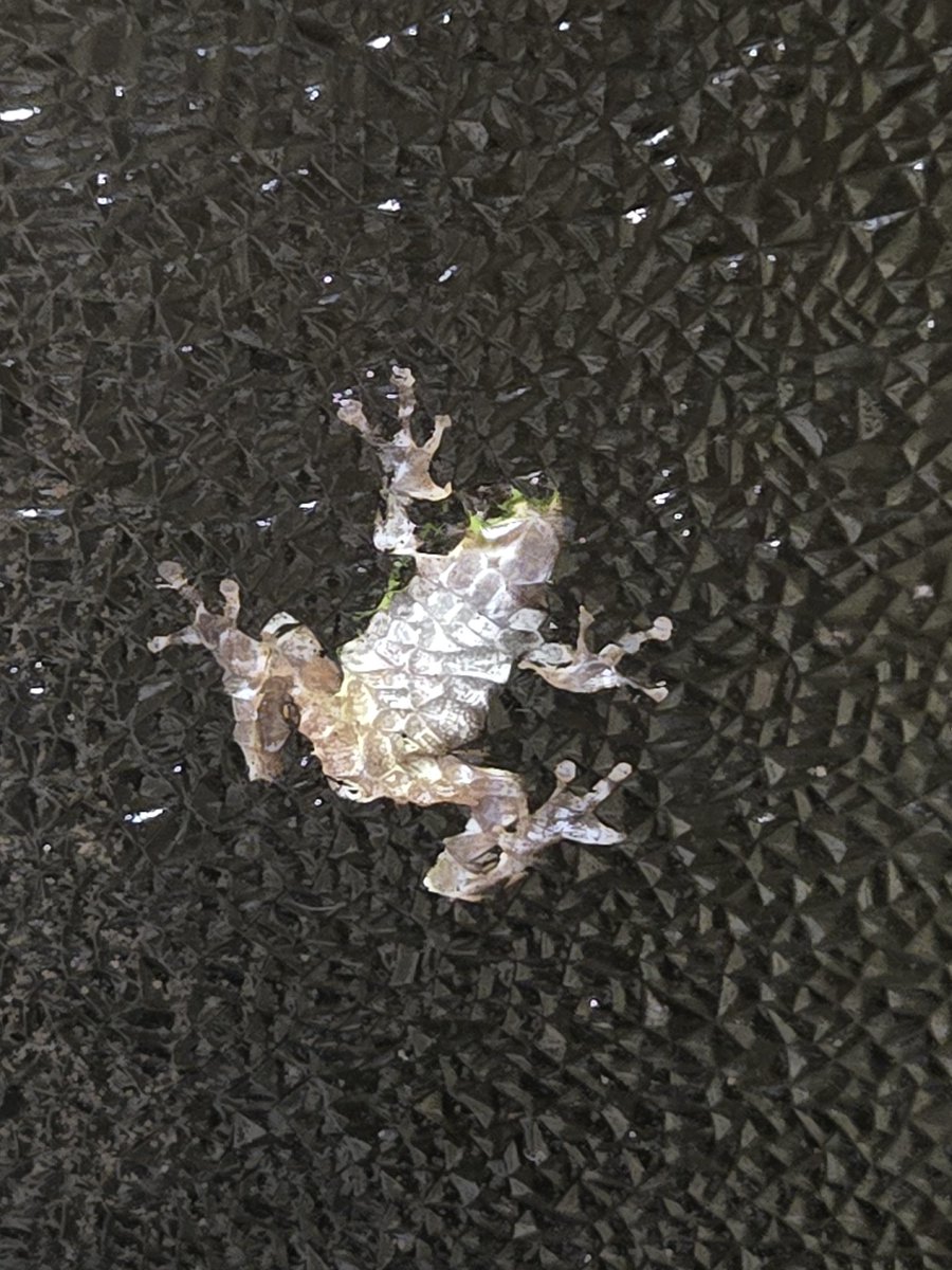 Res0rtL0ve's tweet photo. かわいい
けどホラー映画みたい
(🐸の写真) https://t.co/2WataZjarp