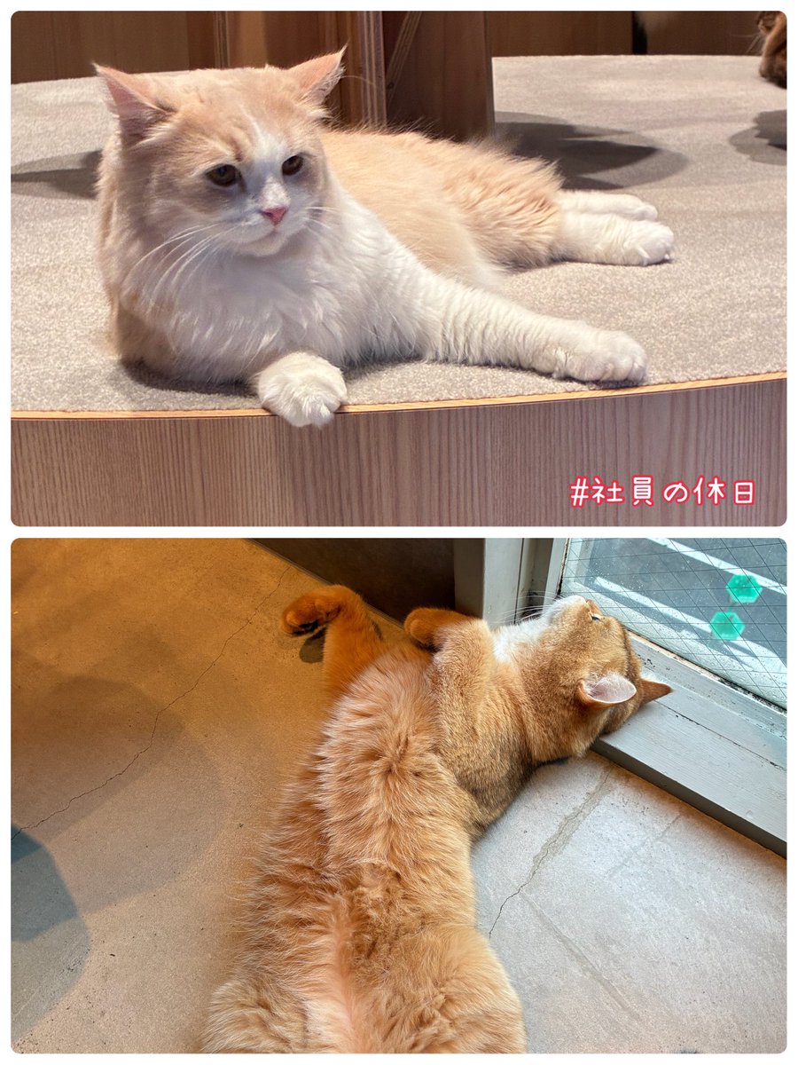 fukae_1959's tweet photo. 週明け恒例の社員の休日紹介を〜

先週末、猫カフェデビューしてきました🐈

お借りしている家はペット禁止なので飼いたくても飼えないんです🥺

久しぶりに猫さんと触れ合いましたが、とっても可愛く癒されました〜😍

今日もお疲れ様でした😊
今週も頑張りましょう💪

#企業公式がお疲れ様を言い合う https://t.co/dT6PwkMY2o