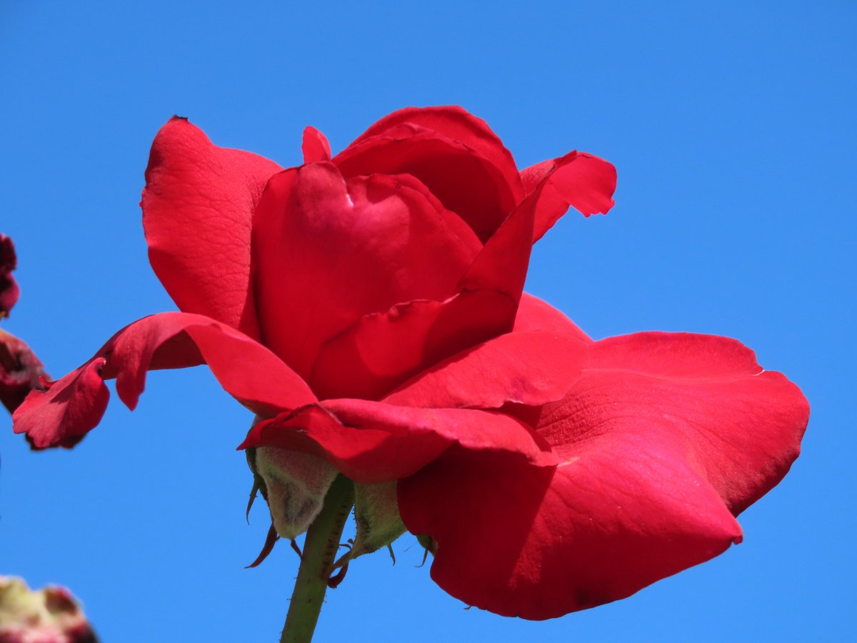 ktanimara2026's tweet photo. #FlowersOnMonday #AustralianWinter #GardenRoses #FlowerPhotography
Photo by borisaust at Pixabay, Australia, June 7, 2026
#GardeningTwitter #GardeningX https://t.co/TKGyxtnnIb