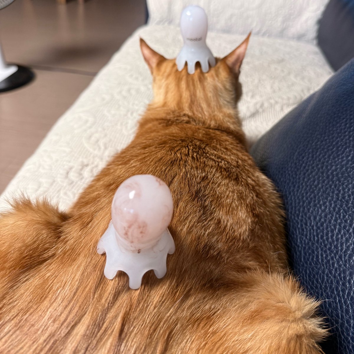 amedaon's tweet photo. 문어괄사 정말 좋네요 .. 얼마나 좋냐면 고양이한테 이렇게 둬도 가만히 있더니 한 10초 뒤에 시원하게 똥방구를 뀌어줌 https://t.co/Tjx7Tvvycd