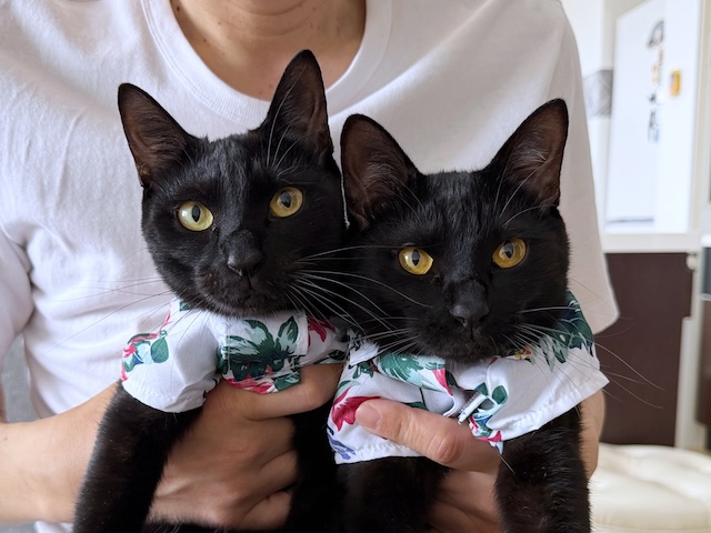 umeko9625yamato's tweet photo. 気分はアロハな黒猫兄妹　
＃ダイソー https://t.co/jzJj7EX6wF