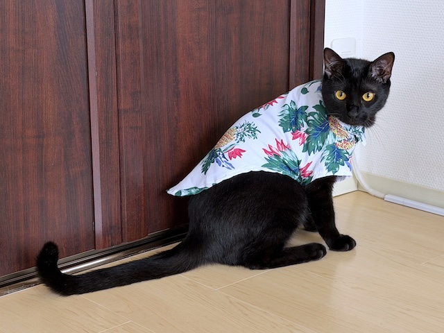 umeko9625yamato's tweet photo. 気分はアロハな黒猫兄妹　
＃ダイソー https://t.co/jzJj7EX6wF