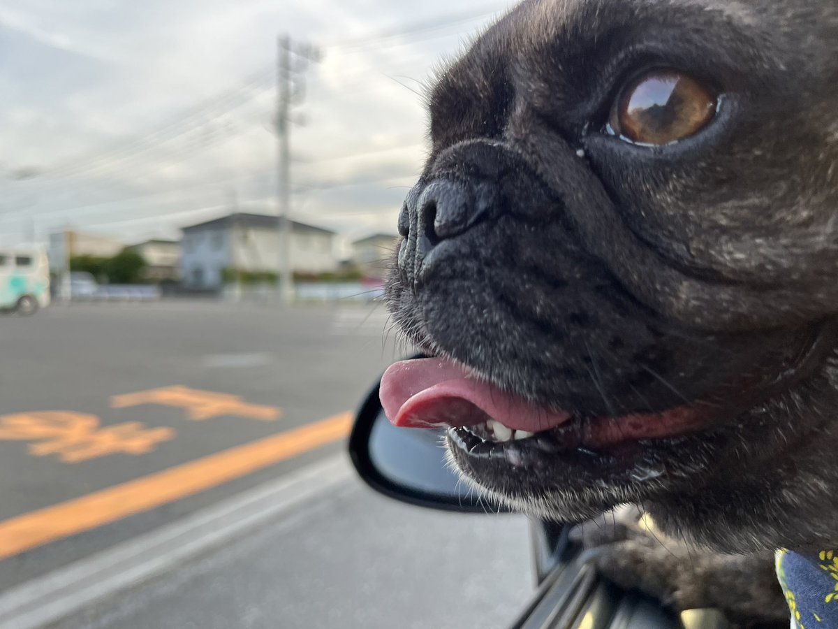 Mi_mi's tweet photo. あたち、12.6kgだったわ🐶

ずっと公表体重11kgだったのに…

太った？太ったよねぇ？だってなんかココ、こんなじゃなかったもんねぇ…
…まぁ、気のせいか。

なんて言ってたのに…

気のせいじゃなかったねぇ🥹

🐶〈でも先生、何にも言わなかったわよ‼️ https://t.co/Zsi0t7WYYl